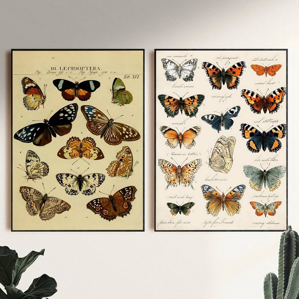 Poster Koleksi Kupu-kupu dan S - Vintage Collectible Posters ulasan dan harga
